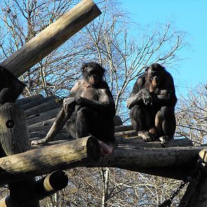 Bonobos