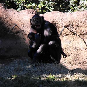 Bonobo