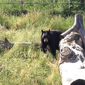 American Black Bear male