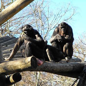 Bonobos