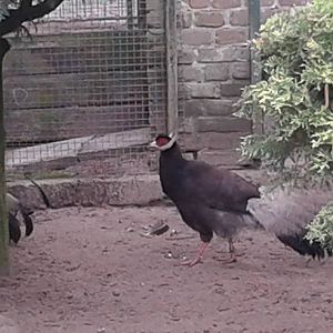 Brown eared pheasant