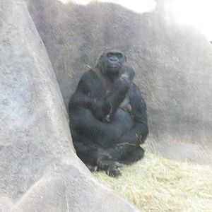 Western Gorilla