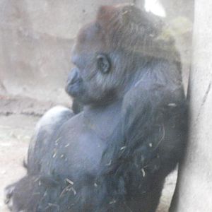 Western Gorilla