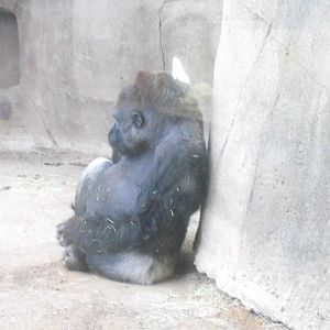 Western Gorilla