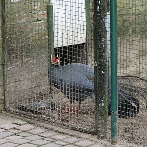 Aviary with blue eared pheasant