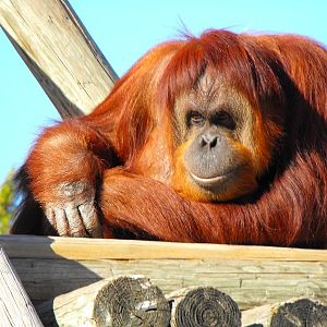 Bornean Orangutan