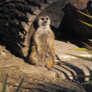Meerkat