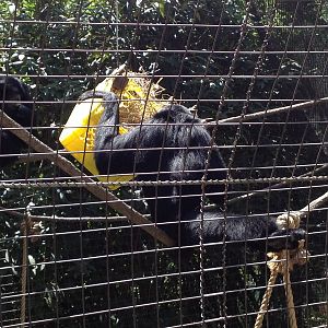Siamangs with Enrichment