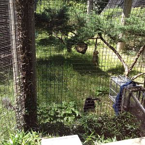 White-Cheeked Gibbons