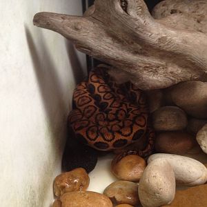 Brazilian Rainbow Boa