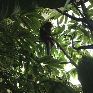 Dusky Titi Amidst Foliage