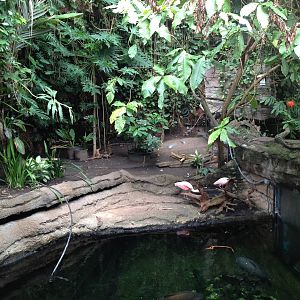 Amazonia - Second Floor