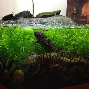 Tiger Salamanders
