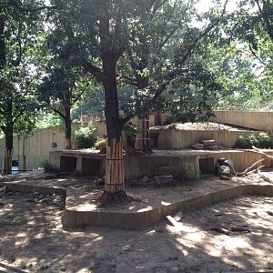 African Lion Exhibit