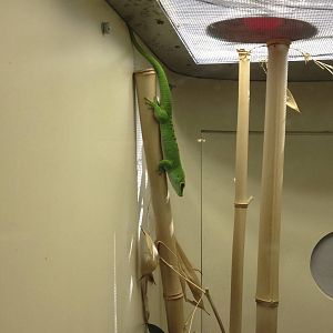 Madagascar Day Gecko