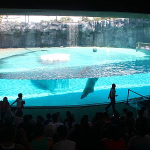 Frozen Tundra - Polar bear Underwater Viewing Gallery