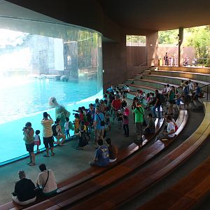 Frozen Tundra - Polar Bear Underwater Viewing Gallery