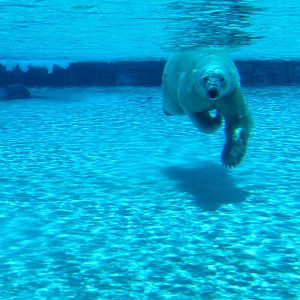 Frozen Tundra - Polar Bear