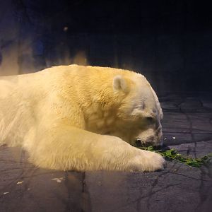 Frozen Tundra - Polar Bear Indoor "Cave"