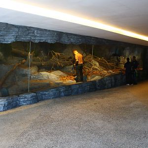 Frozen Tundra - Raccoon Dog exhibit