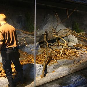 Frozen Tundra - Raccoon Dog exhibit