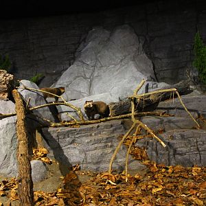 Frozen Tundra - Raccoon Dog exhibit