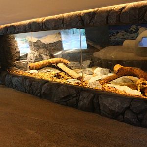 Frozen Tundra - Wolverine exhibit