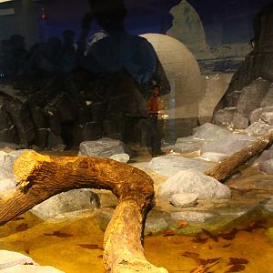 Frozen Tundra - Wolverine exhibit