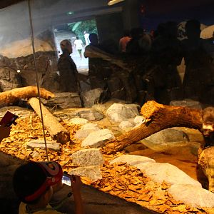 Frozen Tundra - Wolverine exhibit