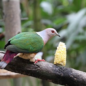 Another Pigeon / Dove ID?