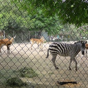 zebra and lechwe Guadalajara Zoo