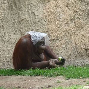 female bornean orangutan Guadalajara Zoo