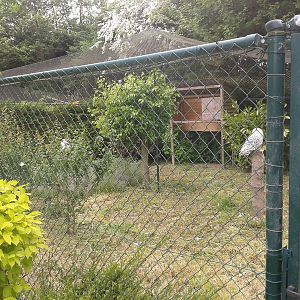Aviary for snowy owls