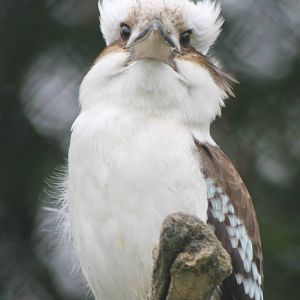 Kookaburra