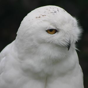 Snowy owl