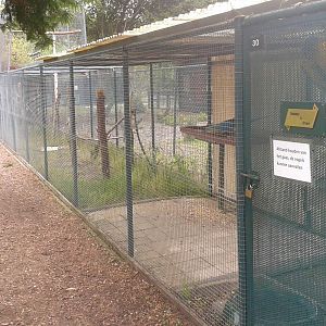 Aviary Blue-and-gold macaws