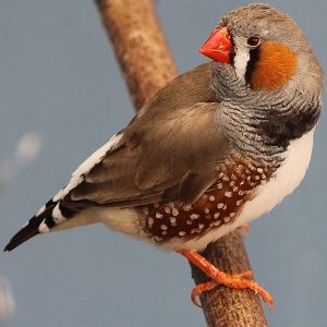 Zebrafinch