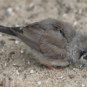 Zebrafinch just fledged