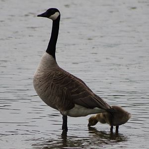 Canadian goose with young