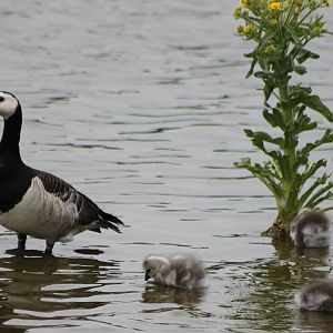 Barnacle goose with young