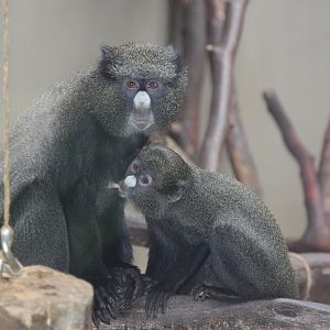 Eastern Putty-nosed Monkey (Cercopithecus nictitans nictitans)