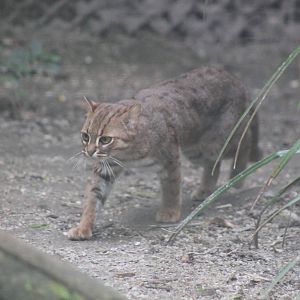 Rusty Spotted Cat - 1st June 2013