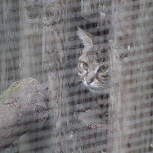 Black Footed Cat - 1st June 2013