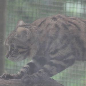 Black Footed Cat - 1st June 2013