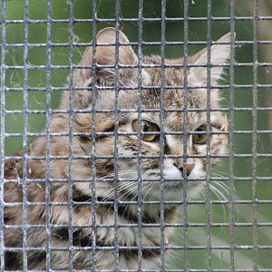 Black Footed Cat - 1st June 2013