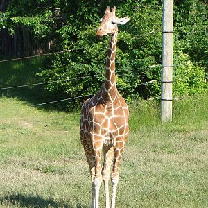 Reticulated Giraffe