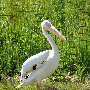 Great White Pelican