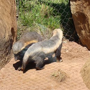 Honey Badgers don't care