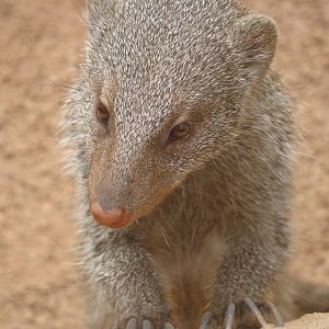 Banded Mongoose