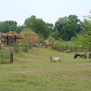 Afican Savanna